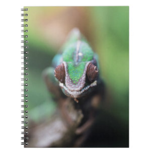 Madagascar, Red bar Panther Chameleon Notebook