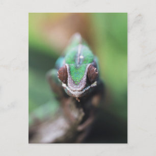 Madagascar, Red bar Panther Chameleon Postcard