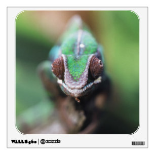 Madagascar, Red bar Panther Chameleon Wall Sticker