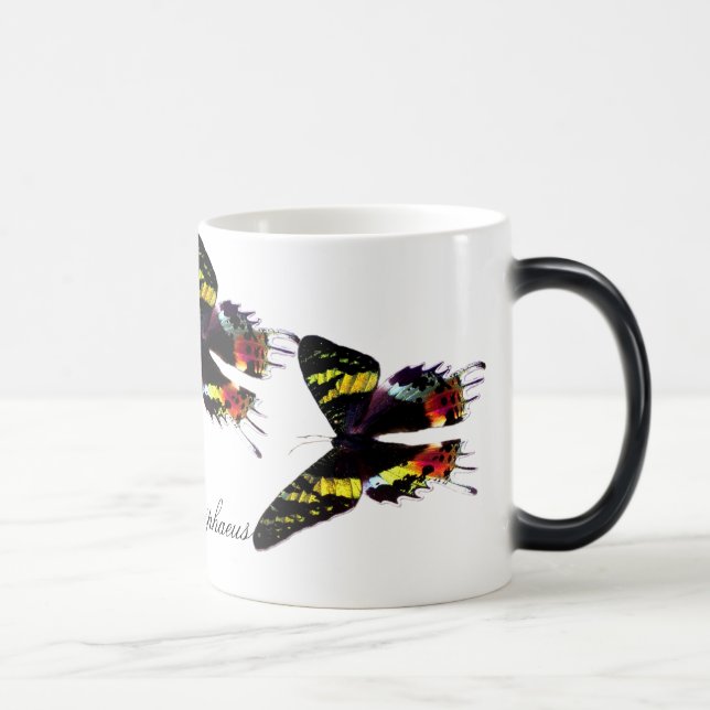 Madagascar Sunset Moth Color Morph Mug (Right)