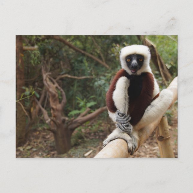 Madagascar Wildlife Safaki Lemur Postcard (Front)