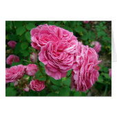 Madame Isaac Pereire (Front Horizontal)