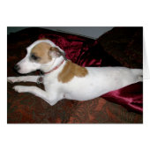 Made for Shiner Card (Front Horizontal)