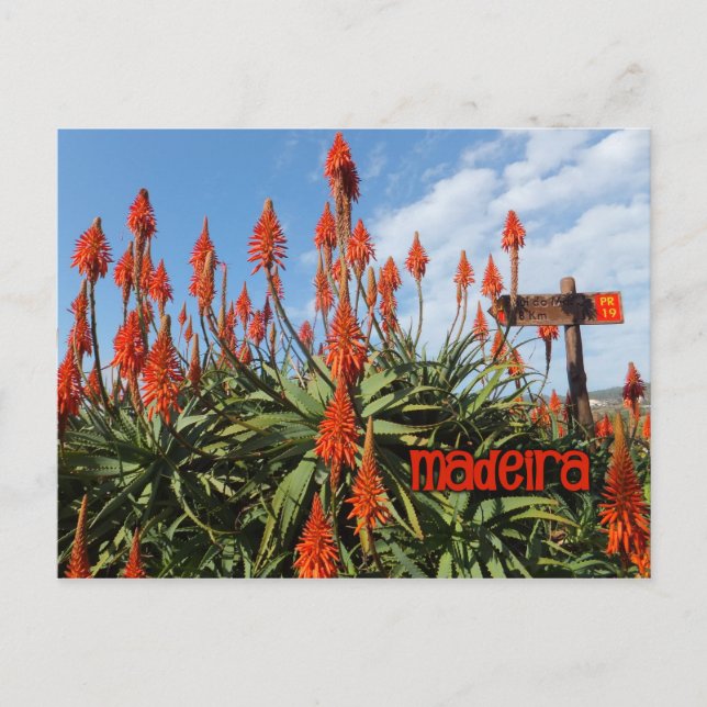 Madeira Aloe postcard, customize Postcard (Front)