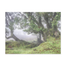 Madeira - Laurel tree in the fog postcard