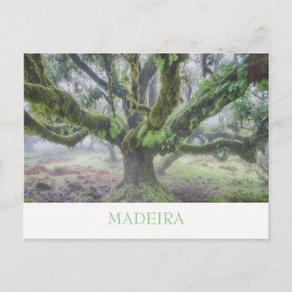 Madeira - Laurel tree postcard with text