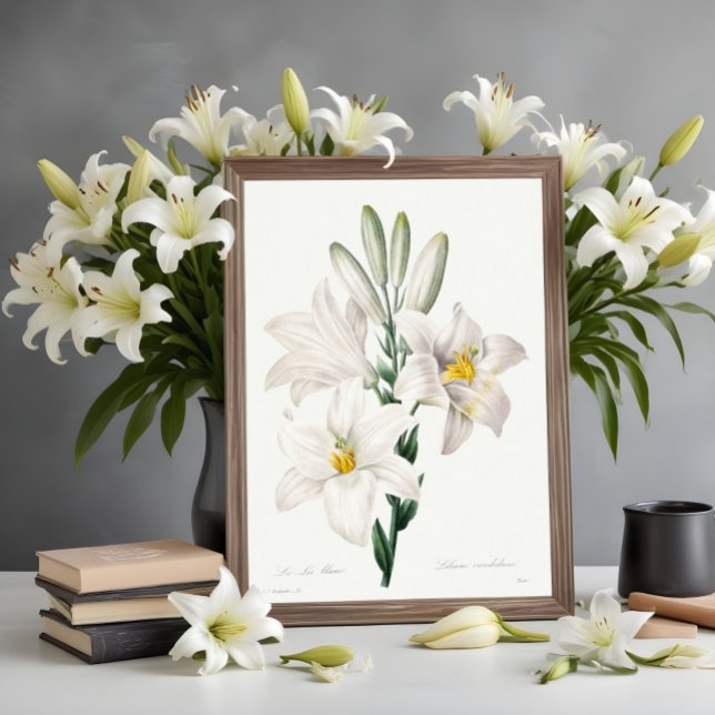 Madonna Lily from Choix ,Redouté.  Poster (Creator Uploaded)