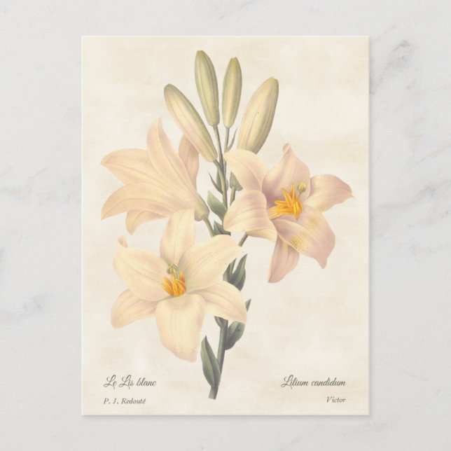 Madonna Lily Vintage Botanical Illustration Postcard (Front)