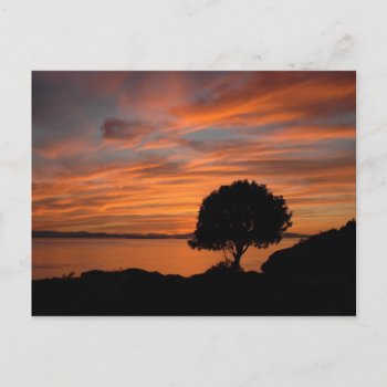 Madrone Sunset Postcard by OrcaWatcher at Zazzle