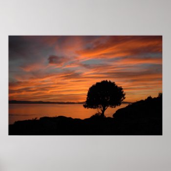Madrone Sunset Poster by OrcaWatcher at Zazzle