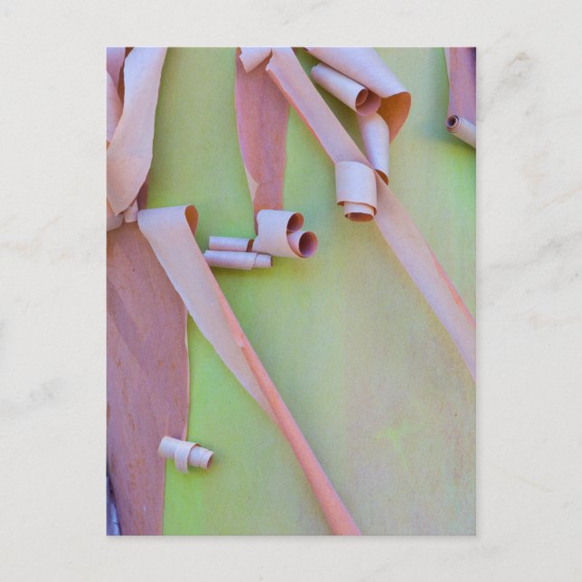 Madrone Tree Bark Abstract Postcard (Front)