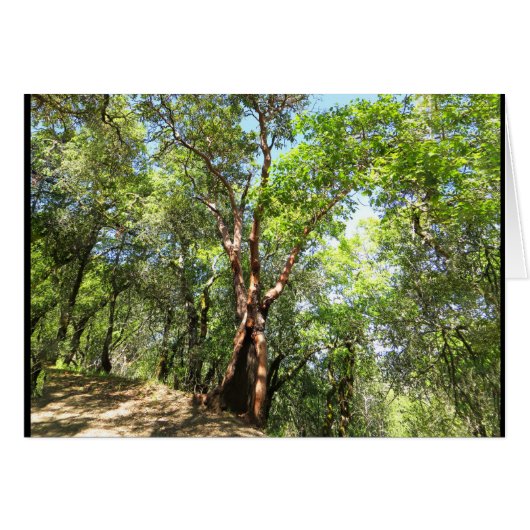 Madrone Tree on Sonoma Mountain Trail Cards (Front Horizontal)