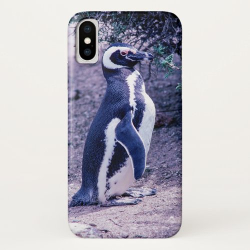 Magellanic Penguin in Peninsula Valdes _ Argentina iPhone X Case