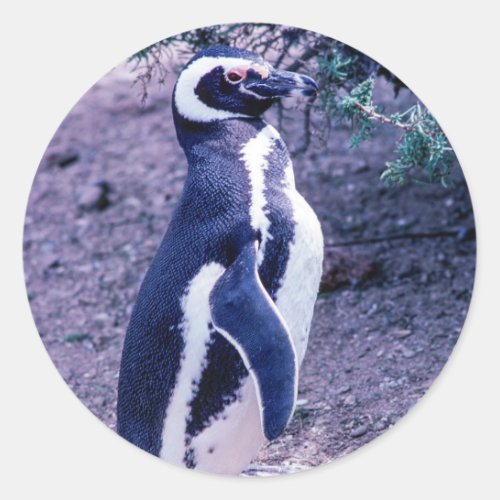 Magellanic Penguin in Peninsula Valdes _ Argentina Classic Round Sticker