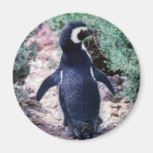 Magellanic Penguin in Peninsula Valdes - Argentina Magnet