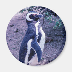 Magellanic Penguin in Peninsula Valdes - Argentina Magnet