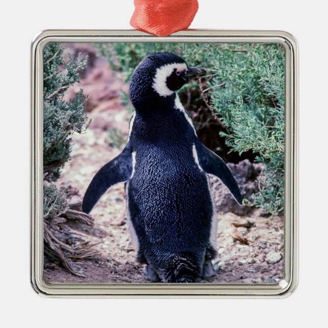 Magellanic Penguin in Peninsula Valdes - Argentina Metal Ornament (Front)