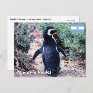 Magellanic Penguin in Peninsula Valdes - Argentina Postcard