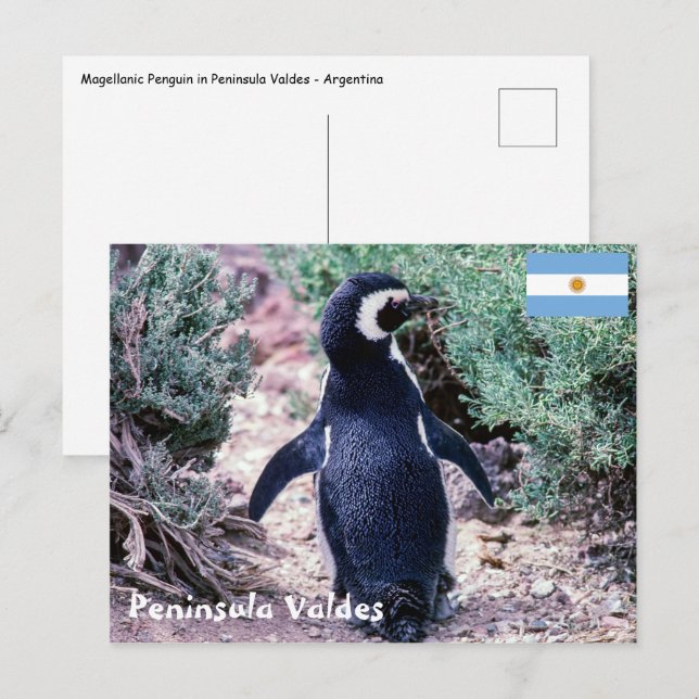 Magellanic Penguin in Peninsula Valdes - Argentina Postcard (Front/Back)