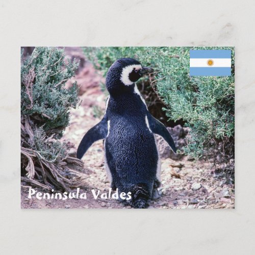 Magellanic Penguin in Peninsula Valdes _ Argentina Postcard