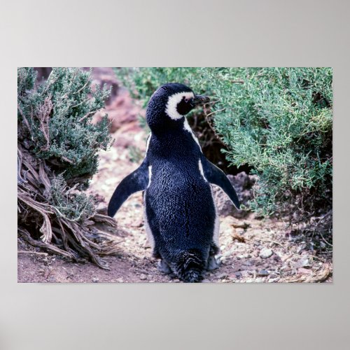 Magellanic Penguin in Peninsula Valdes _ Argentina Poster