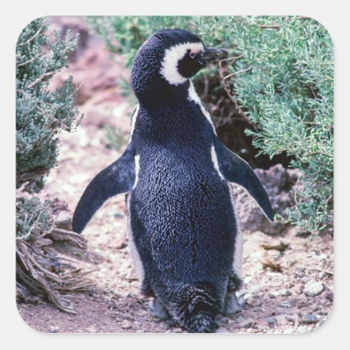 Magellanic Penguin in Peninsula Valdes _ Argentina Square Sticker