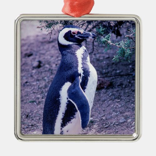 Magellanic Penguin in Peninsula Valdes _ Patagonia Metal Ornament