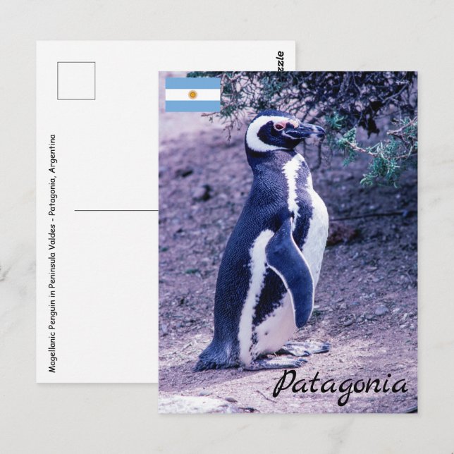 Magellanic Penguin in Peninsula Valdes - Patagonia Postcard (Front/Back)