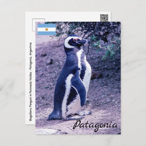 Magellanic Penguin in Peninsula Valdes _ Patagonia Postcard