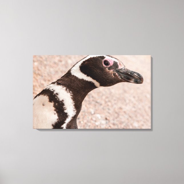 Magellanic Penguin, Patagonia, Argentina Canvas Print (Front)