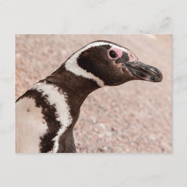 Magellanic Penguin, Patagonia, Argentina Postcard (Front)