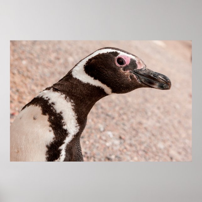 Magellanic Penguin, Patagonia, Argentina Poster (Front)