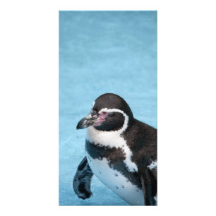 Magellanic Penguin Photo Card