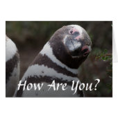 Magellanic Penguin Portrait (Front Horizontal)