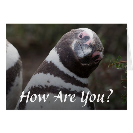 Magellanic Penguin Portrait Cards (Front Horizontal)