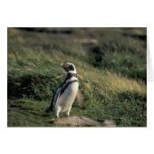Magellanic Penguin (Spheniscus magellanicus), (Front Horizontal)