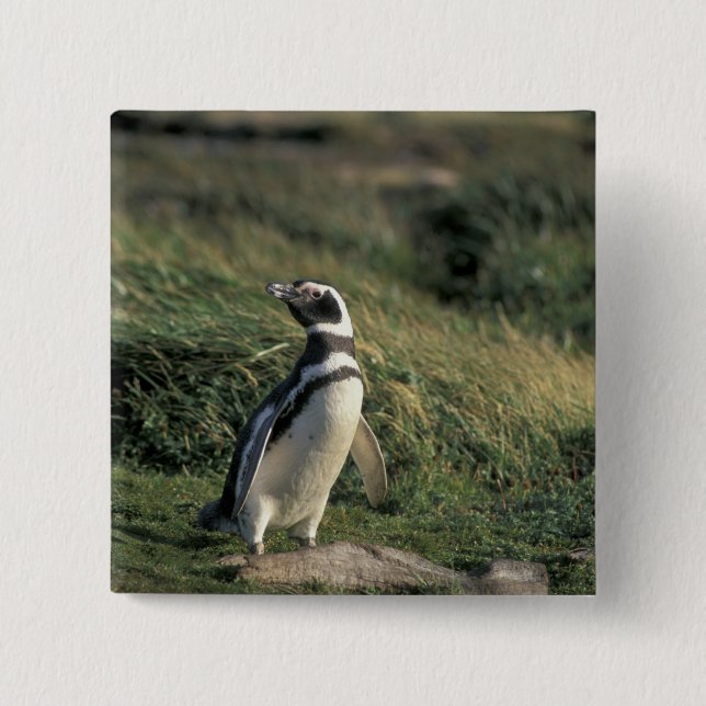 Magellanic Penguin (Spheniscus magellanicus), Button (Front)