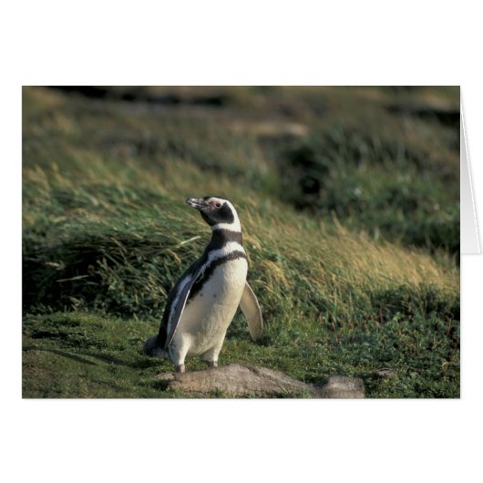 Magellanic Penguin (Spheniscus magellanicus), Cards (Front Horizontal)