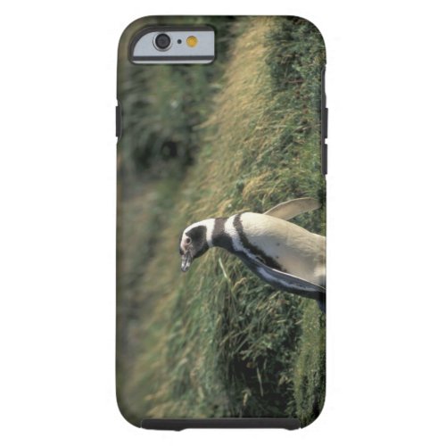 Magellanic Penguin Spheniscus magellanicus Tough iPhone 6 Case