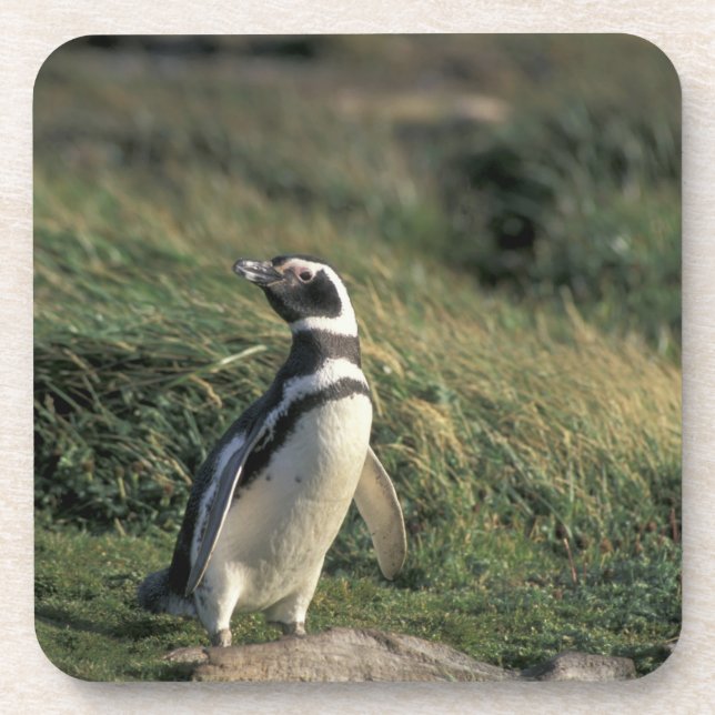 Magellanic Penguin (Spheniscus magellanicus), Drink Coaster (Front)