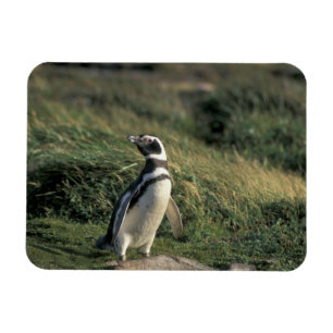Magellanic Penguin (Spheniscus magellanicus), Magnet