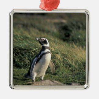 Magellanic Penguin (Spheniscus magellanicus), Metal Ornament