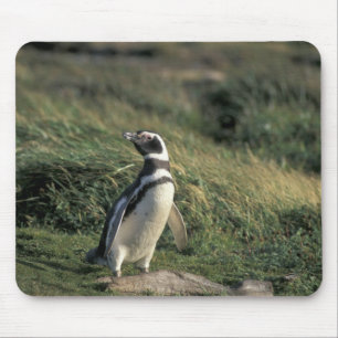 Magellanic Penguin (Spheniscus magellanicus), Mouse Pad