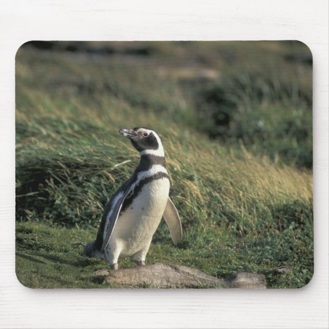 Magellanic Penguin (Spheniscus magellanicus), Mouse Pad (Front)