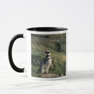 Magellanic Penguin (Spheniscus magellanicus), Mug