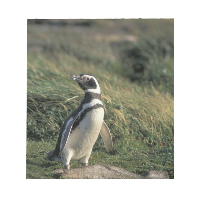 Magellanic Penguin (Spheniscus magellanicus), Notepad (Front)