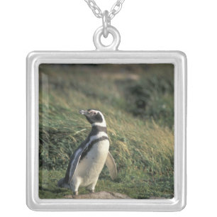 Magellanic Penguin (Spheniscus magellanicus), Silver Plated Necklace