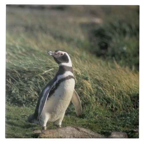 Magellanic Penguin Spheniscus magellanicus Tile