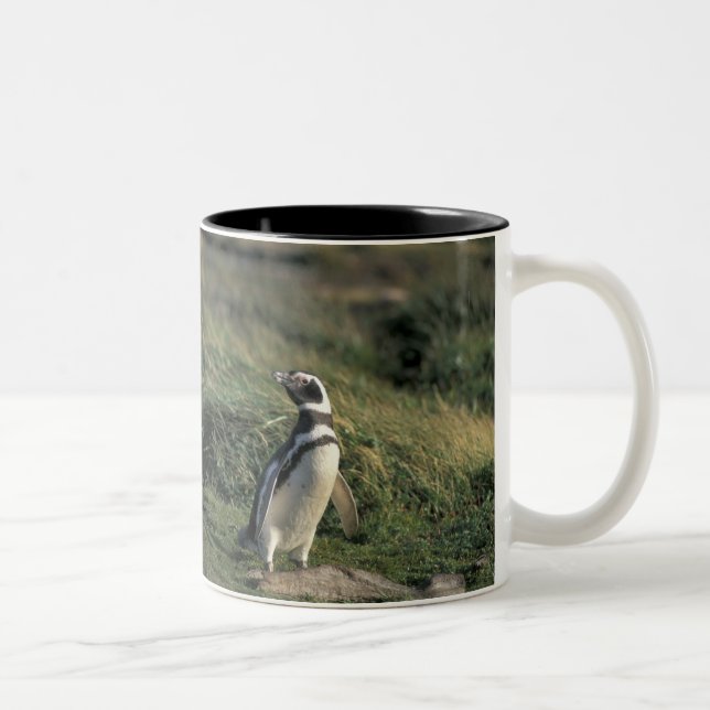 Magellanic Penguin (Spheniscus magellanicus), Two-Tone Coffee Mug (Right)