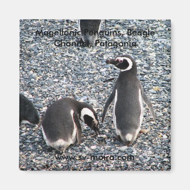 Magellanic Penguins, Beagle Channel, Patagonia Magnet (Front)
